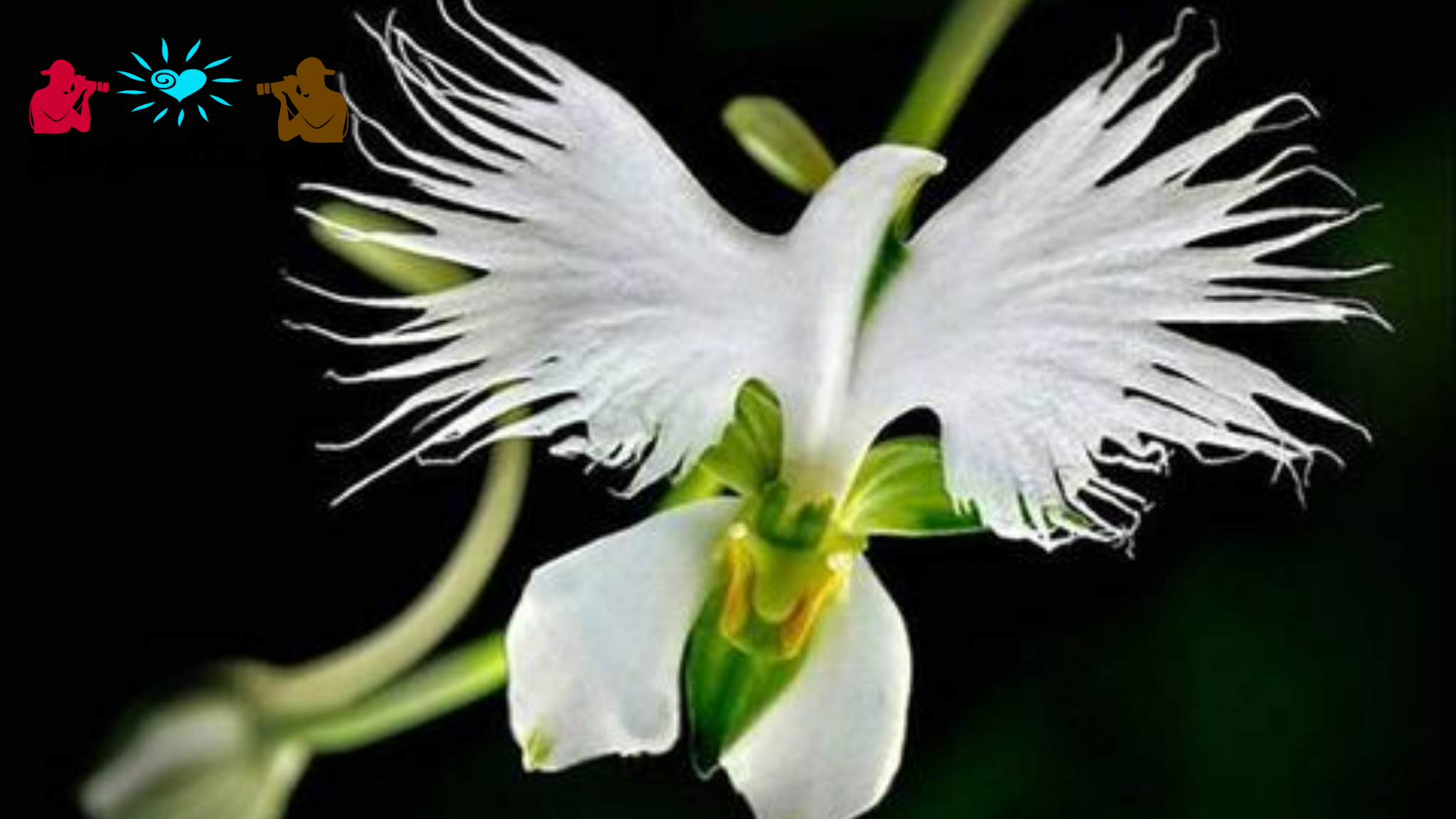 Forza88 | 14+ slot Bunga Langka Yang Indah Images