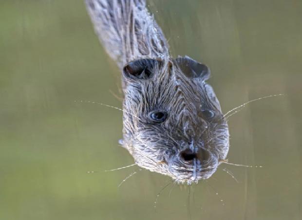 Forza88 | Get slot Aneh
 Images