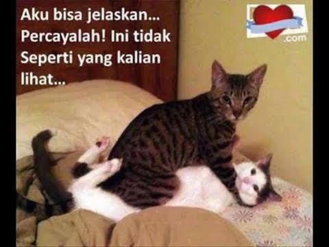 Forza88 | 42+ Perang slot Lucu Gokil Abis Background