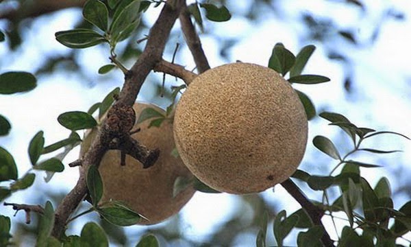 Forza88 | 29+ slot Buah Buahan Langka Pics