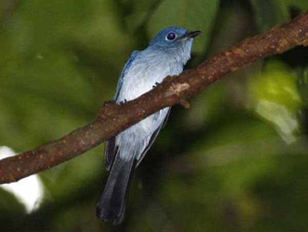 Forza88 | 43+ slot Burung Langka Di Indonesia PNG