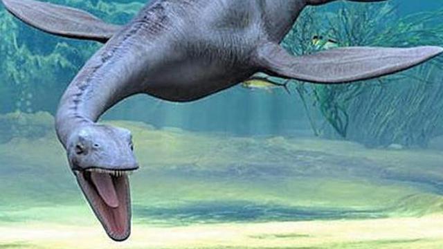 Forza88 | 28+ slot Hewan Aneh Lucu Images