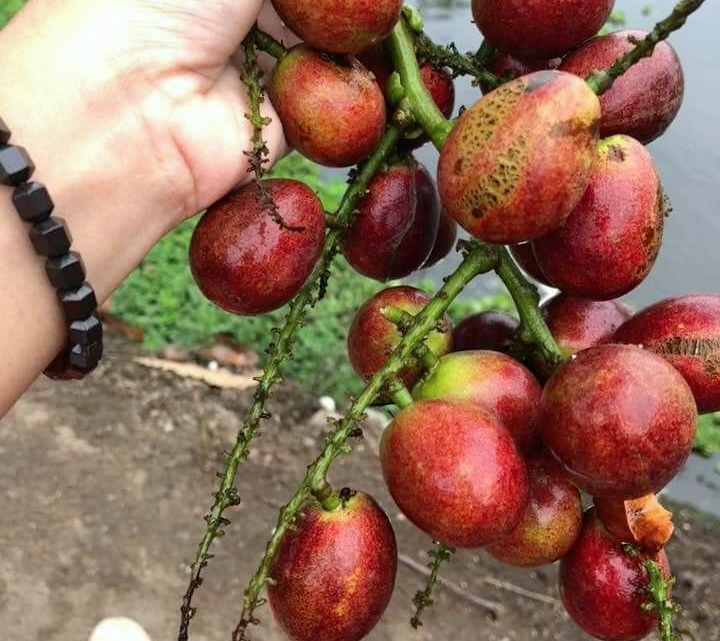 Forza88 | 20+ slot Buah Langka Dan Namanya PNG